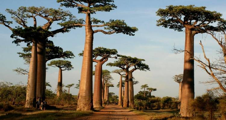 Viaje en grupo Expedición a Madagascar de 18 días salida 2025 (especial para viajeros mayores) - HT Agency Tours 6