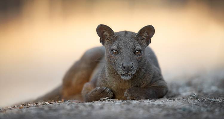 Viaje en grupo Expedición a Madagascar de 18 días salida 2025 (especial para viajeros mayores) - HT Agency Tours 8