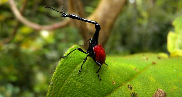Viaje en grupo Expedición a Madagascar de 18 días salida 2025 (especial para viajeros mayores) - HT Agency Tours 9