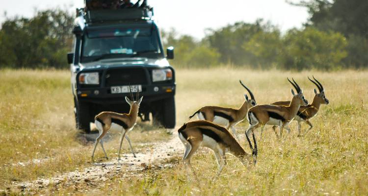 Un véhicule de safari s'approche d'un groupe de gazelles de Thomson qui bondissent à travers une prairie dorée.