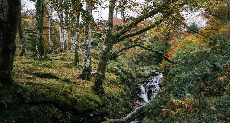 Cascada del bosque rodeada de follaje otoñal.