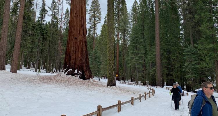 Winter Hiking and Snowshoeing in Yosemite - Intrepid Travel 6