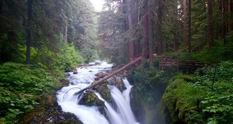 Randonnée hivernale et raquettes dans les parcs nationaux Olympic et Mt Rainier - Intrepid Travel 8