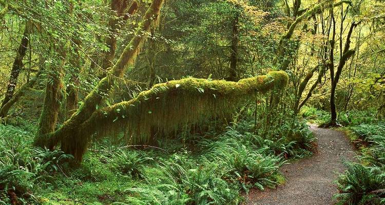 Randonnée hivernale et raquettes dans les parcs nationaux Olympic et Mt Rainier - Intrepid Travel 9