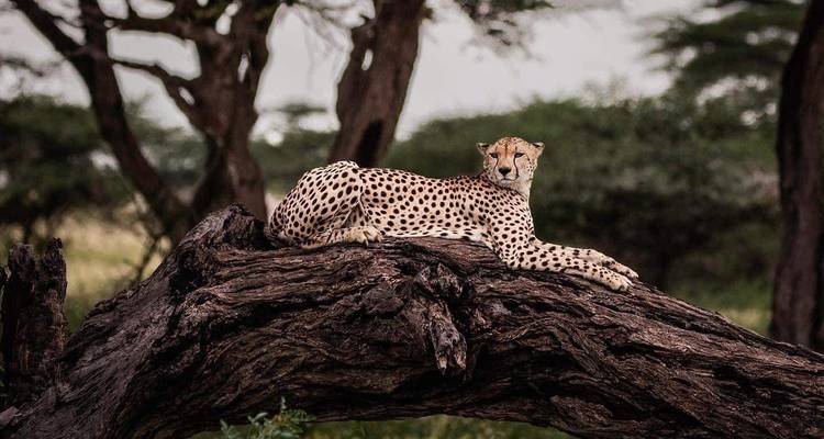 5 jours - Lac Manyara, Serengeti et cratère du Ngorongoro - Lappet Faced Safaris 1