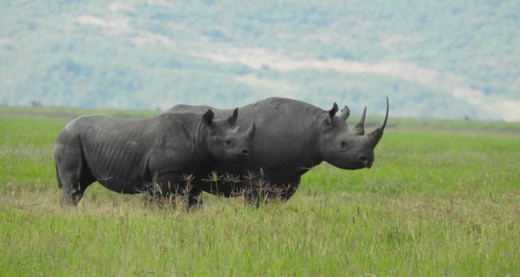 5 jours - Lac Manyara, Serengeti et cratère du Ngorongoro - Lappet Faced Safaris 3