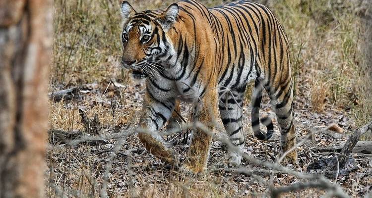 Tijger die door een bosgebied loopt.