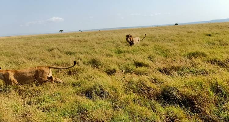 1 DAY MAASAI MARA SAFARI - ROAD PACKAGE - Samson's Safaris 6