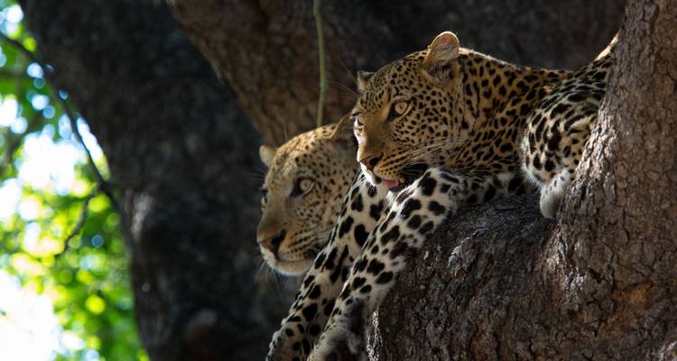 1 DAY MAASAI MARA SAFARI - ROAD PACKAGE - Samson's Safaris 3