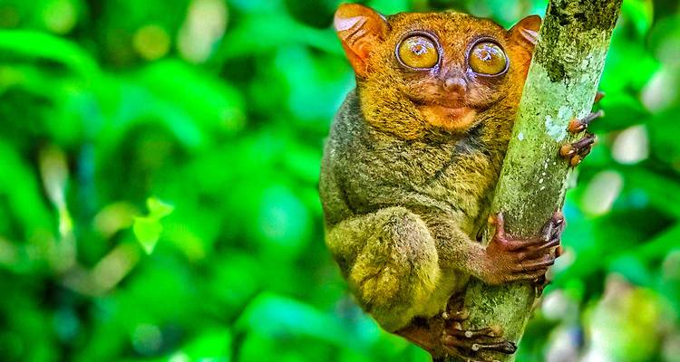 Customized Philippines Islands Hopping, Daily Departure & Private Guide - Agate Travel 3