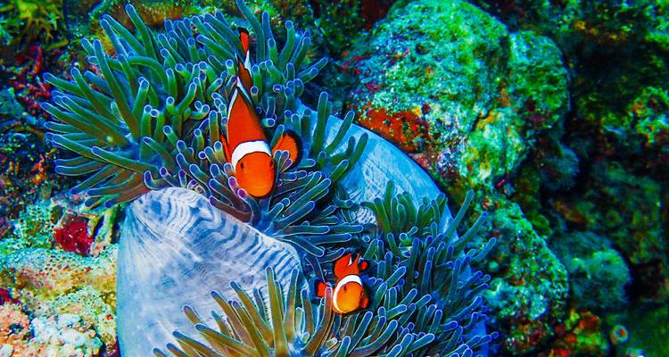 Customized Cebu & Bohol Adventure, Daily Departure & Private Guide - Agate Travel 9