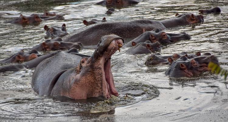 Safari combiné Kenya et Tanzanie - RajaTours Tanzania 4