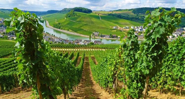 Vignoble avec vue sur une rivière et un village au loin.