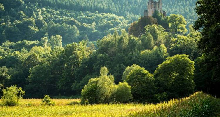 Forêt et un château caché partiellement visible à travers les arbres.