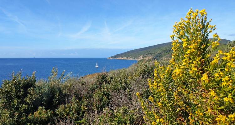 Küstenansicht mit Wildblumen, Ozean und einem Segelboot.