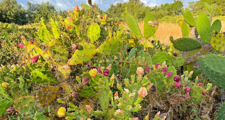 Cactus et végétation colorés sous un ciel bleu.