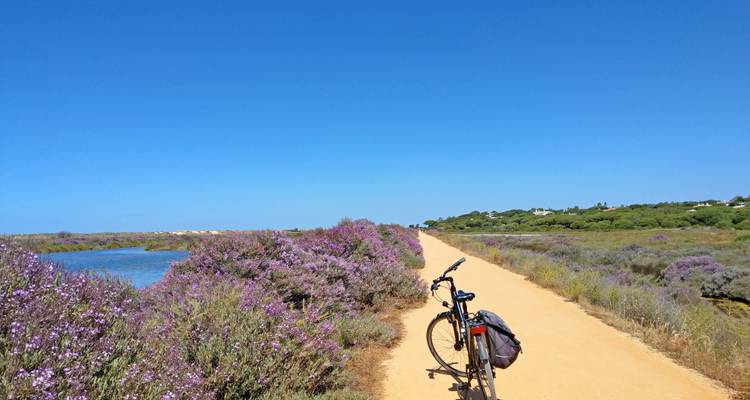 Sentier de terre à travers des buissons en fleurs avec un vélo.