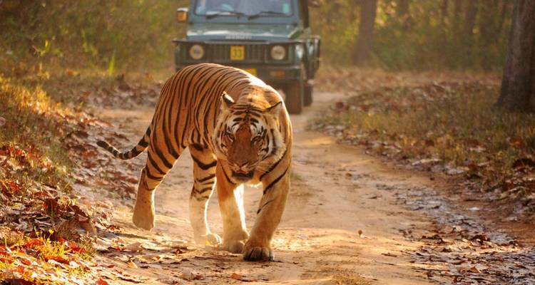 Au départ de Delhi : Circuit privé de 4 jours avec safari des tigres et Triangle d'Or avec hôtels - Travel Creators Of India 10