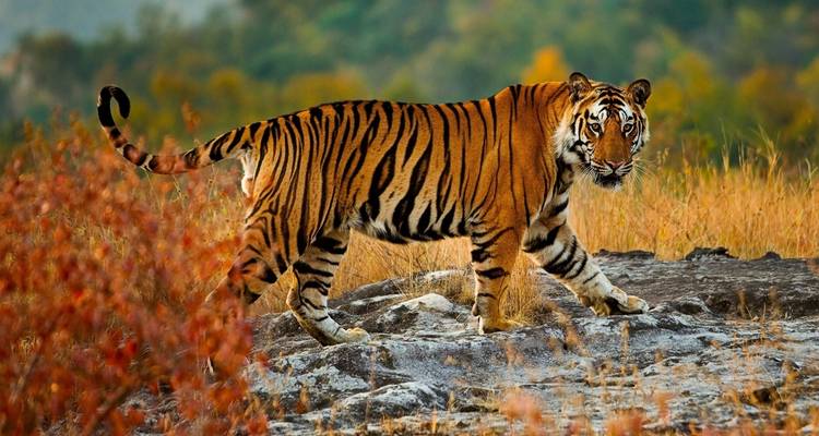 Un tigre paseando sobre terreno rocoso con un fondo colorido.