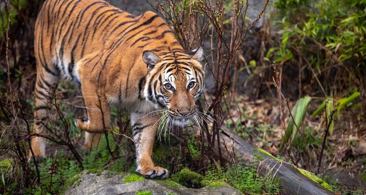 Au départ de Delhi : Circuit privé de 4 jours avec safari des tigres et Triangle d'Or avec hôtels - Travel Creators Of India 6