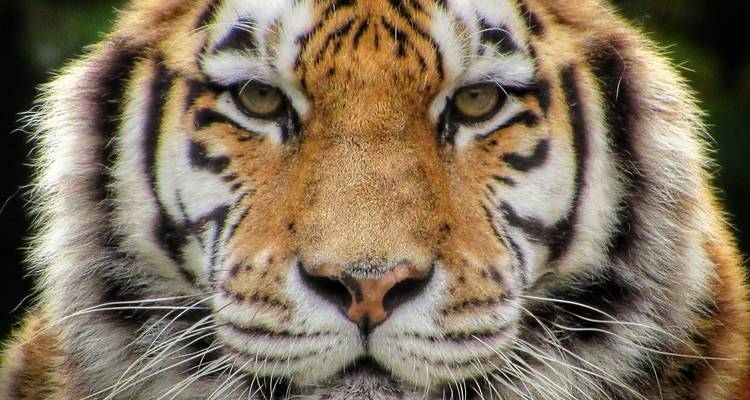 Retrato en primer plano de un tigre de Bengala mirando directamente a la cámara.