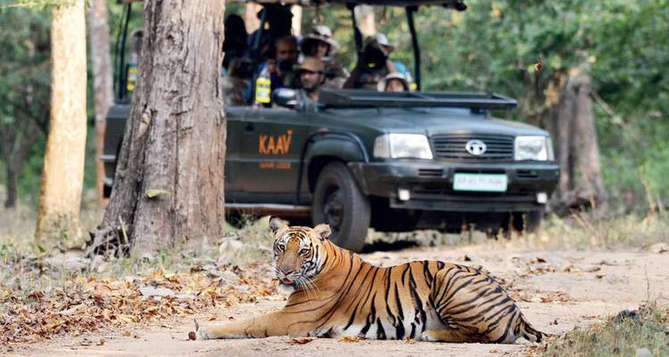 Tigre tumbado en camino polvoriento mientras jeep de safari con observadores espera detrás.