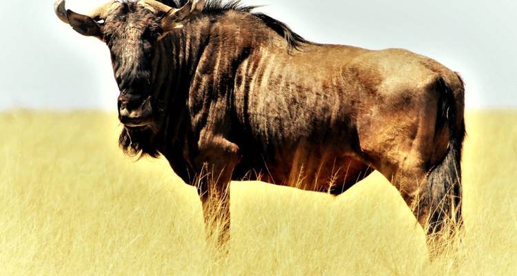 Southern Safari Adventures 21Jours/20 Nuits - Confort - Across Africa Tours & Travel 9