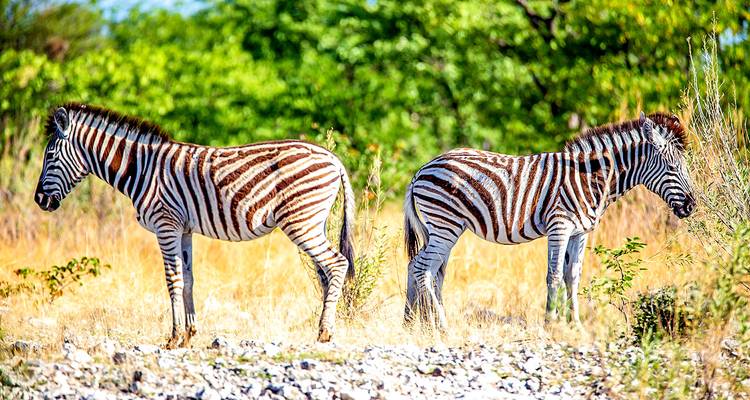 Tailor-Made Best Namibia Family Tours with Safari, Private Guide - Agate Travel 8