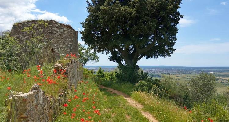 Costa Toscana 8/7 - Eurohike 8