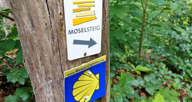 Lo mejor del Sendero del Moselsteig para familias 8/7 - Eurohike 7