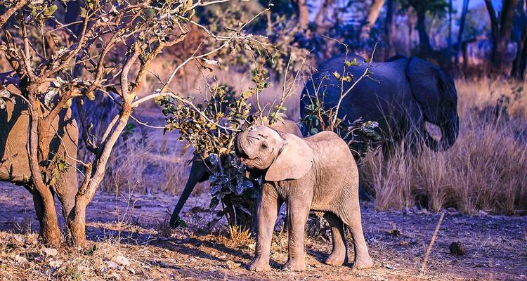 Safari personalizado por la fauna de Kafue - Zambia, salida diaria y circuito privado - Agate Travel 10
