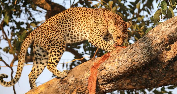 Safari personalizado por la fauna de Kafue - Zambia, salida diaria y circuito privado - Agate Travel 4