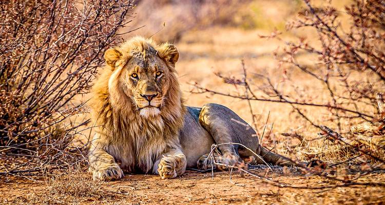 Safari personalizado por la fauna de Kafue - Zambia, salida diaria y circuito privado - Agate Travel 6