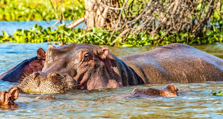 Safari personalizado por la fauna de Kafue - Zambia, salida diaria y circuito privado - Agate Travel 2