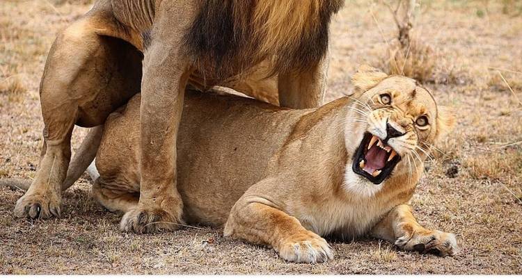 Safari combiné de 5 jours au Kenya et en Tanzanie - Afrishare Trekking And Safaris 7
