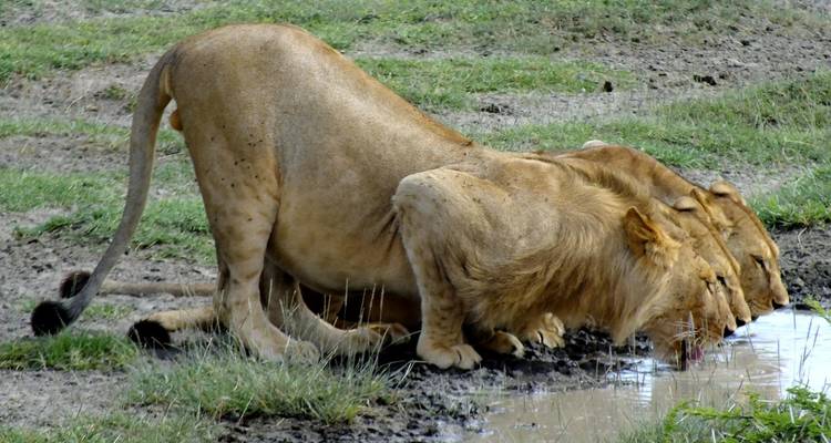 Leeuwen die drinken bij een drinkplaats.