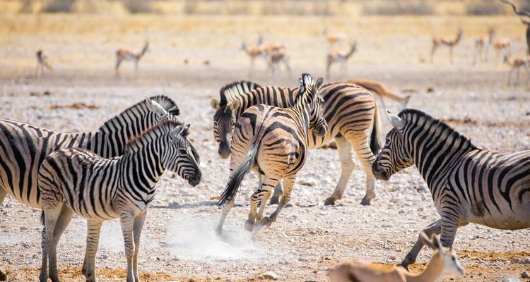 Safari turístico por Namibia 10 días 9 noches - Across Africa Tours & Travel 1