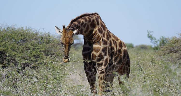Safari turístico por Namibia 10 días 9 noches - Across Africa Tours & Travel 2