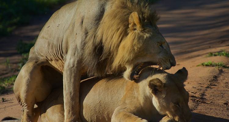 Safari de 1 día al cráter del Ngorongoro - Afrishare Trekking And Safaris 6