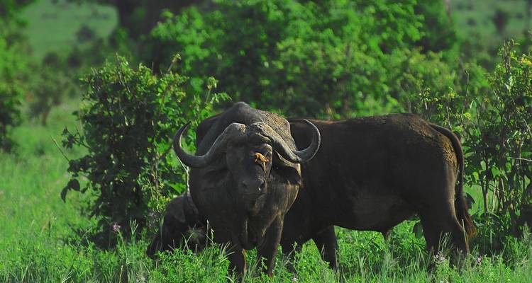 Búfalos pastando con vegetación de fondo.