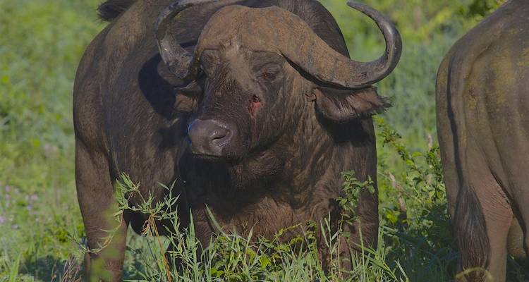 Búfalo parado en un campo con vegetación densa.
