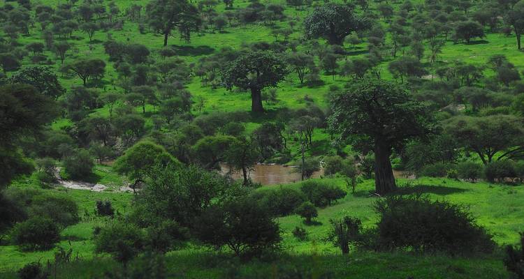 1 Day Tarangire National Park Tour - Afrishare Trekking And Safaris 2