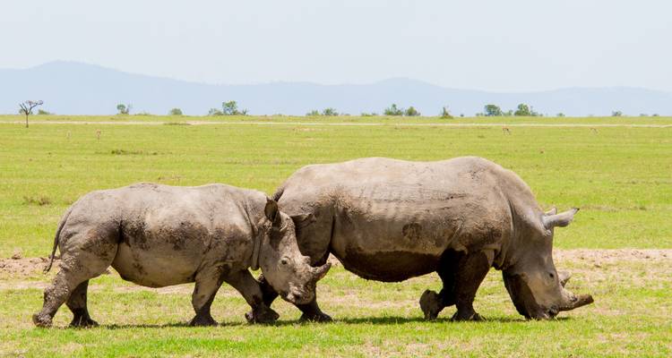 Safari de 15 días por Kenia - experiencia en el monte y la playa. - Samson's Safaris 8