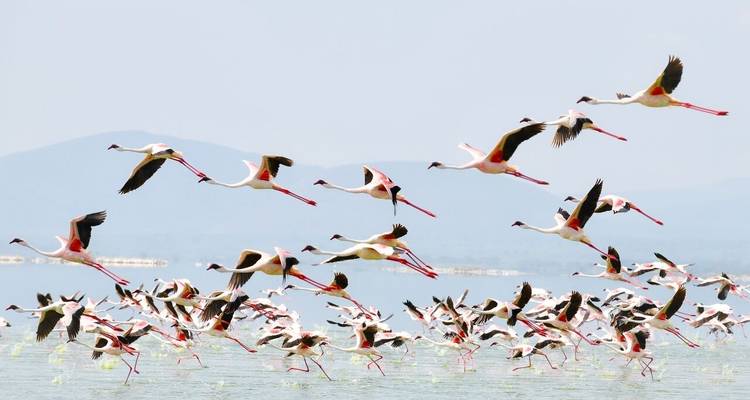 Safari de 15 días por Kenia - experiencia en el monte y la playa. - Samson's Safaris 9