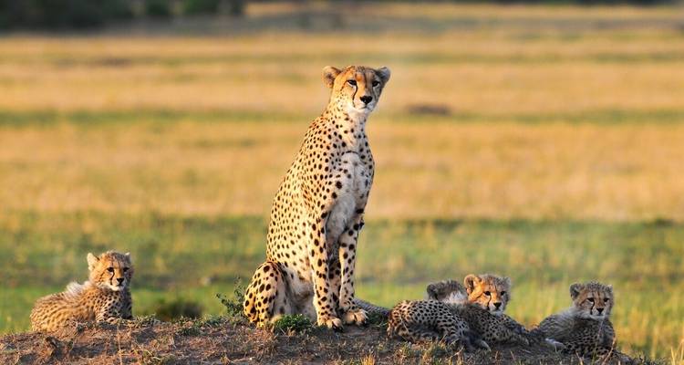 Safari de 15 días por Kenia - experiencia en el monte y la playa. - Samson's Safaris 10