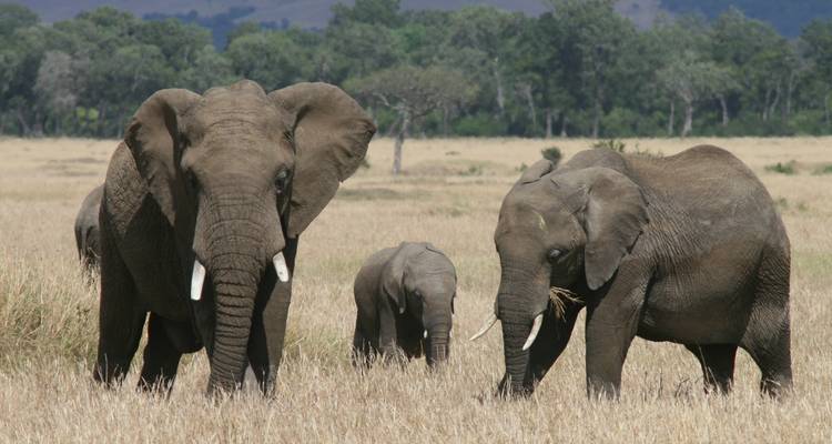Safari de 15 días por Kenia - experiencia en el monte y la playa. - Samson's Safaris 3