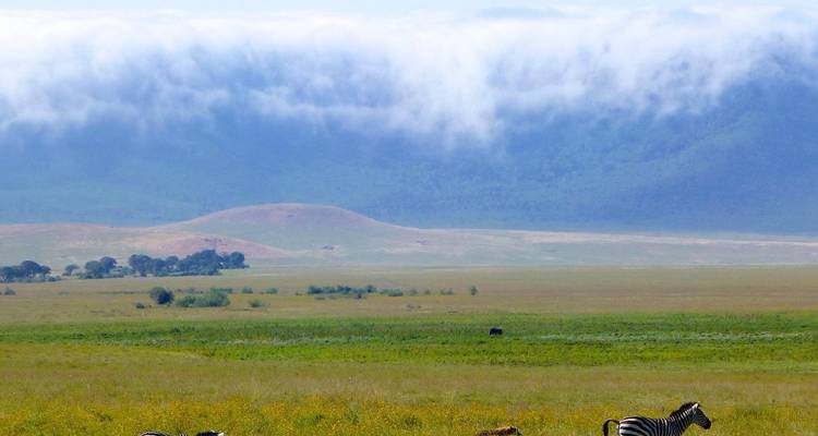 Zebra's grazend in grasland met heuvels en wolken op de achtergrond.