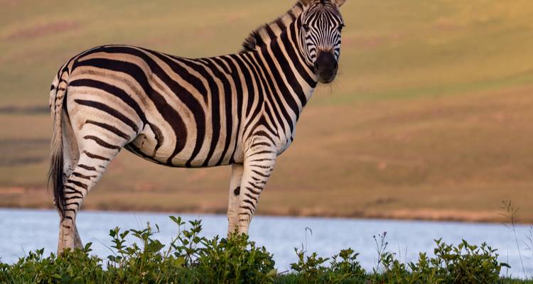 Day Trip to Mkomazi National Park - Afrishare Trekking And Safaris 1