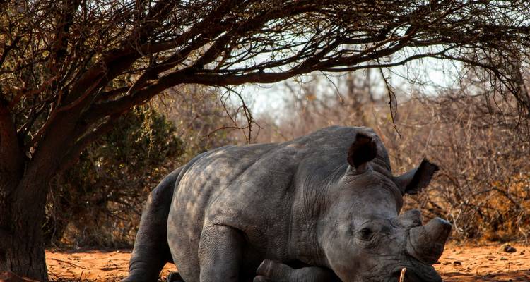 Day Trip to Mkomazi National Park - Afrishare Trekking And Safaris 2