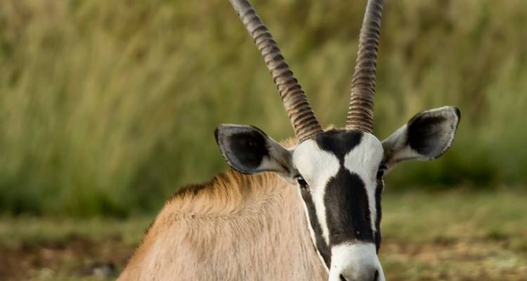 Day Trip to Mkomazi National Park - Afrishare Trekking And Safaris 3